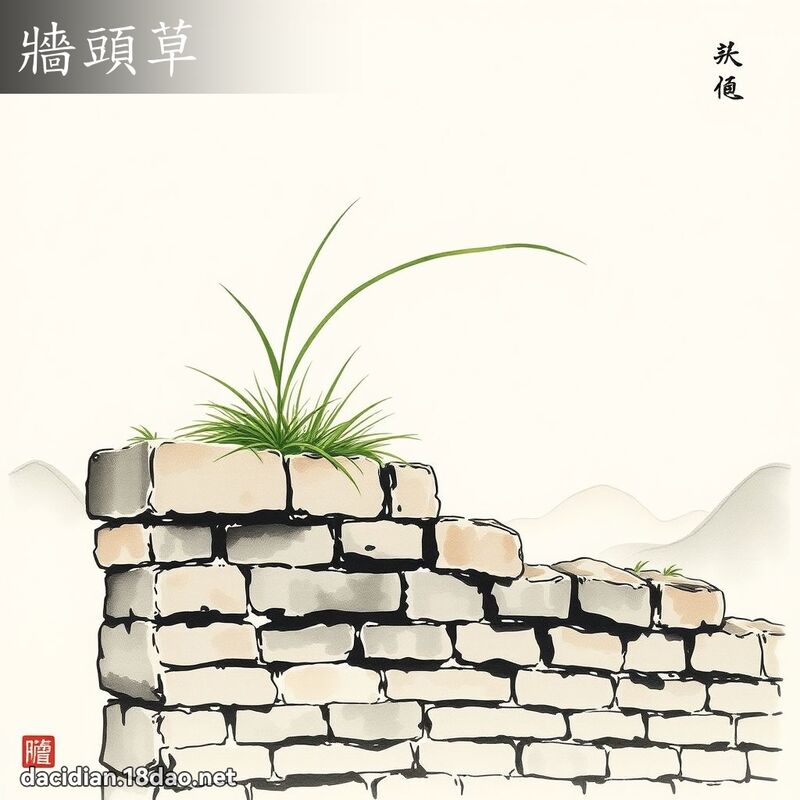 墙头草 配图