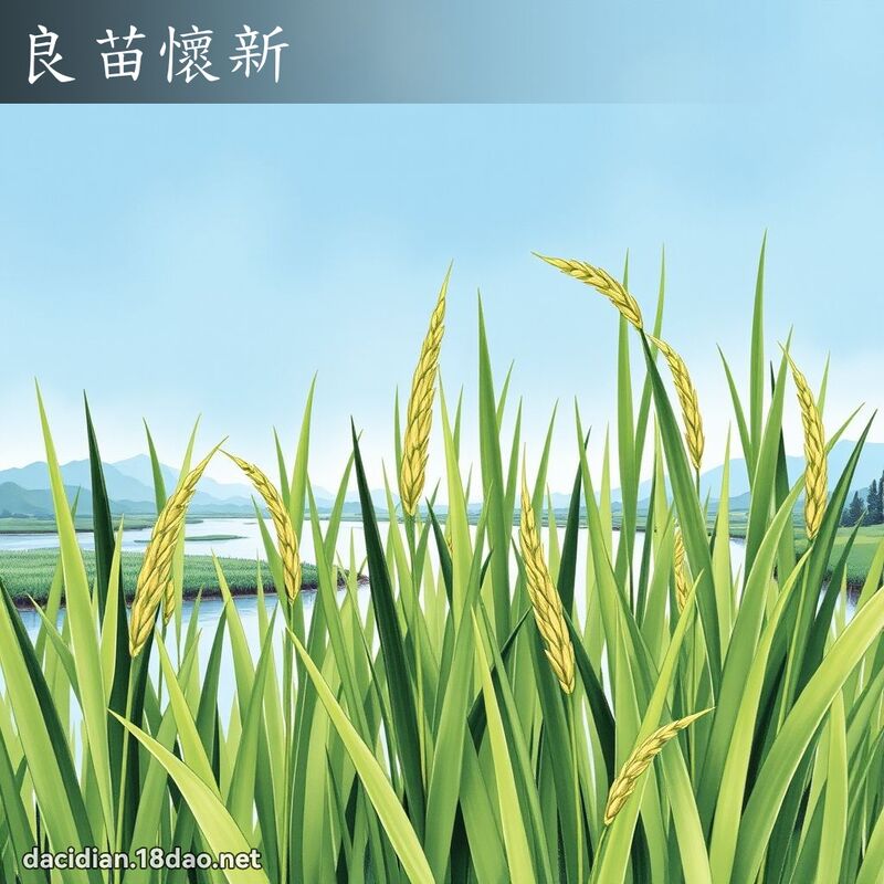 良苗怀新 配图