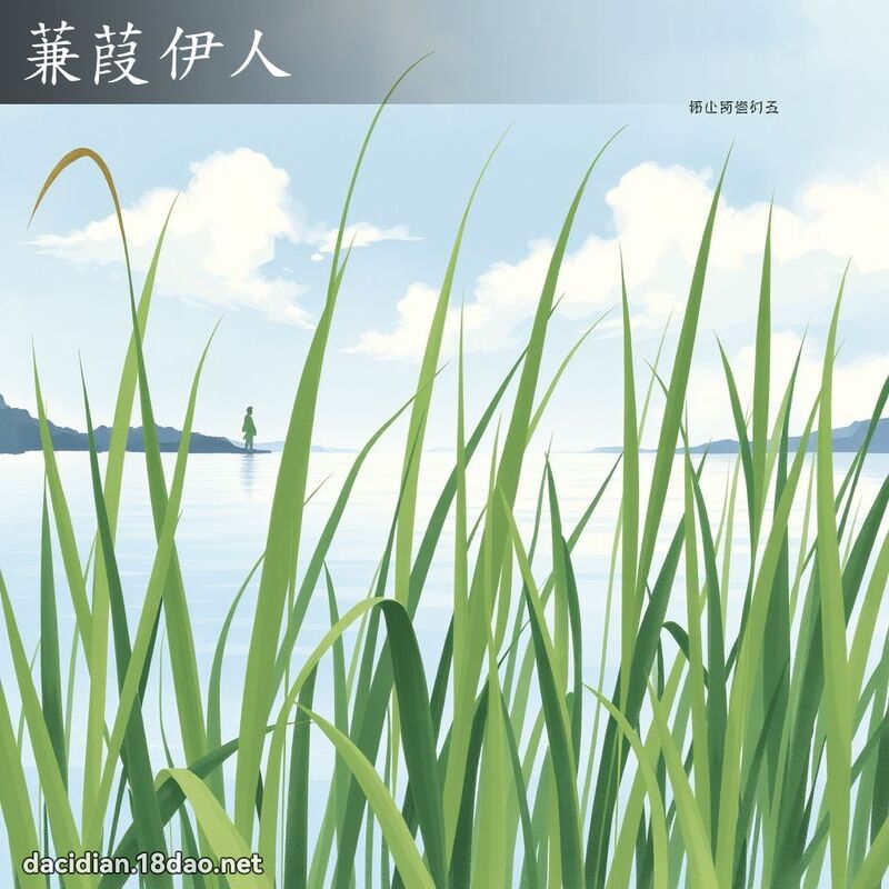 蒹葭伊人 配图
