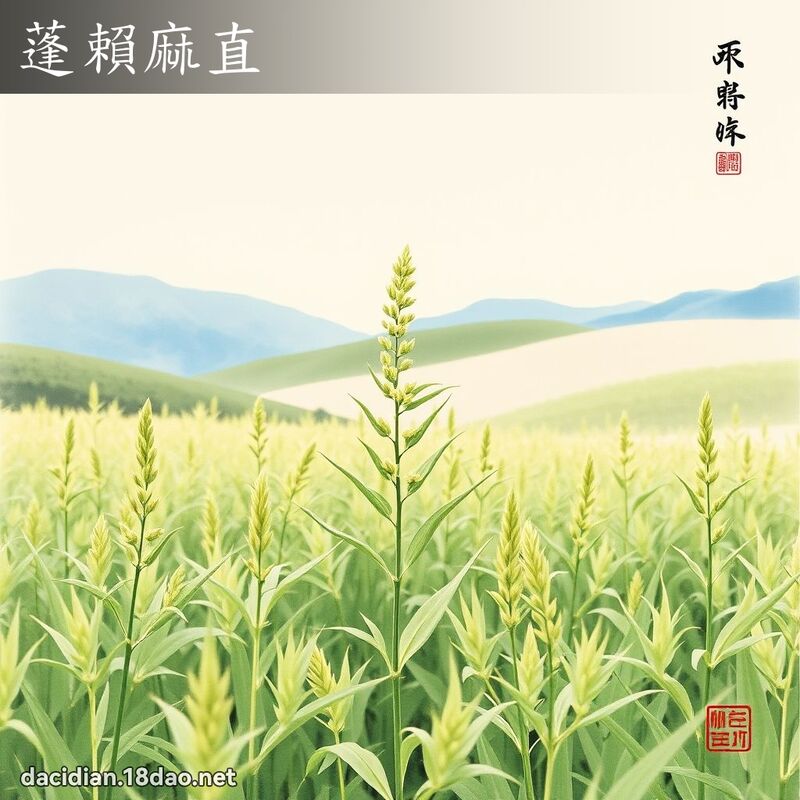 蓬赖麻直 配图