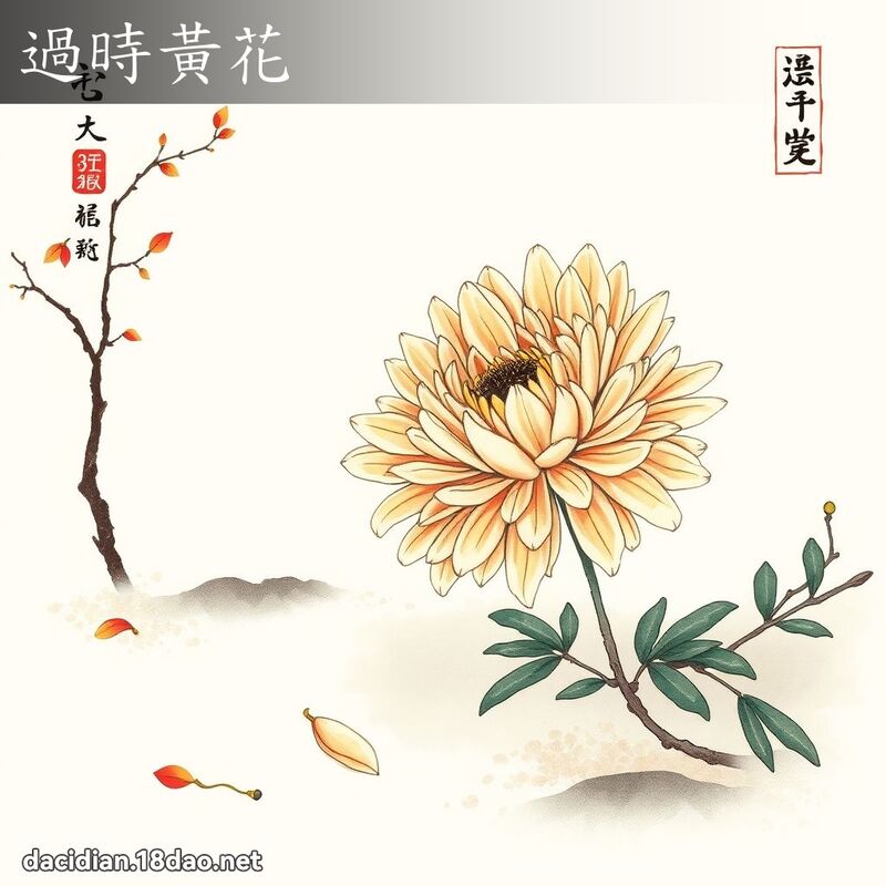 過時黃花 配图
